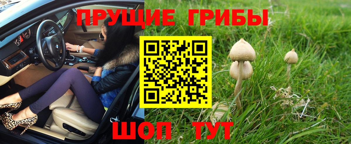 Псилоцибиновые грибы Psilocybe  Вход с VPN  цены наркотик  Псилоцибиновые грибы Psilocybe  Горно-Алтайск 